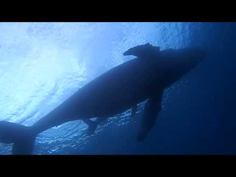 小笠原　水中ザトウクジラ　2017年お正月