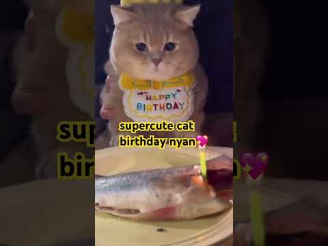 supercute cat|birthday nyan #shortsvideo #shorts