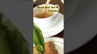 World best tea/ Ceylon Tea/ Damro Tea Factory in Nuwaraeliya Srilanka