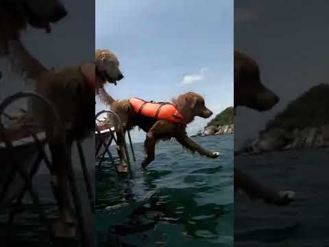 タオ島のフリーダイビング犬元気かなー #タイ #犬 #freediving