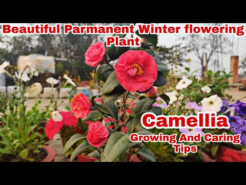 How To Grow And Care Camellia Flower plant🌱//कामेलिया फ्लावर प्लांट की देखभाल कैसे करैं