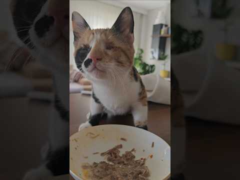 While I prepare lunch for myself, I prepare a plate of the same food for the blind kitten.