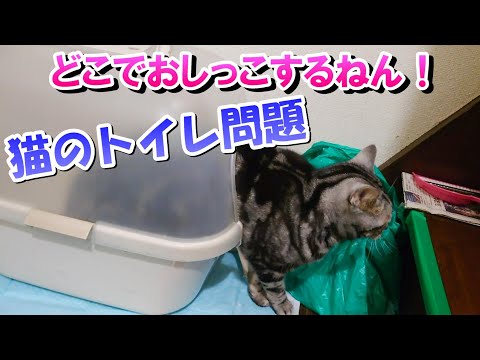 猫が粗相をする～！猫のトイレ問題（アメリカンショートヘア）