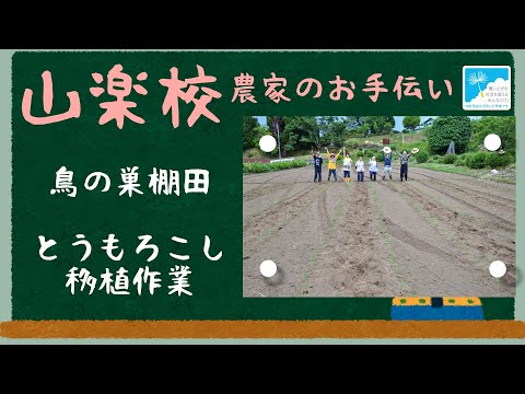 鳥の巣棚田【とうもろこし移植作業】