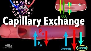 Capillary Exchange and Edema, Animation