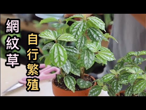 【天天小花農】網紋草自行繁殖如此簡單，成活率高，1盆可繁殖出數10盆