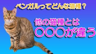 ベンガルってどんな猫種？性格、特徴、歴史、注意点解説！