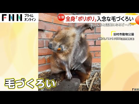 全身ポリポリ…ビーバーが入念に毛づくろいする理由　飼育員「油を毛につけて撥水」　羽村市動物公園