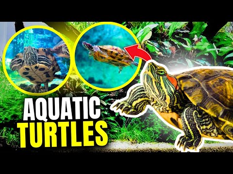 15 Best Aquatic Turtles (For Your Aquarium)