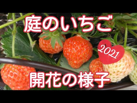 【家庭菜園いちご】ガーデニング初心者のいちご🍓の様子【開花】