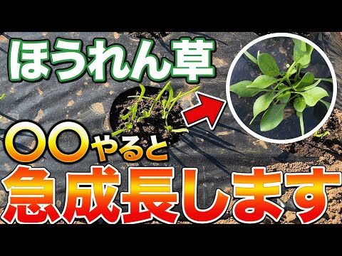 【なんで？】ほうれん草を急成長させるにはコツがあります。