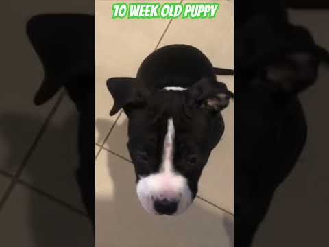 10 Week Old Amstaff / Pitbull Puppy #puppy #puppyvideos #amstaff #pitbulldog #funnydog #funnypuppy