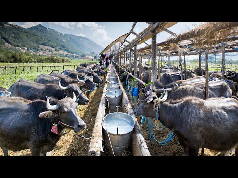 CHEESE Making Process From Buffalo Milk in Factory - Buffalo Farming and Harvesting Milk 🧀