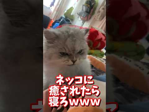 ネッコの動画で癒されたら寝ろｗｗｗ　#2ch #2chまとめ 動物スレ #2ch面白いスレ #動物 #犬 #猫 #癒やし #ねこ動画#ねこ