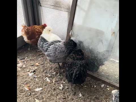 Molting = extra protein