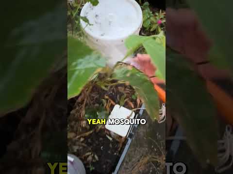 Do this to prevent mosquitoes while trying this easy method to water your plants while you’re away!