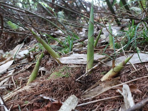 山菜採り　ネマガリタケ　姫竹　チシマザサの子　飛騨季節料理　肴