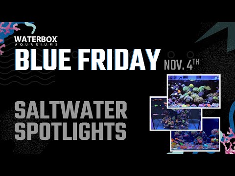 Spotlighting Some Of The Best Saltwater Waterbox.