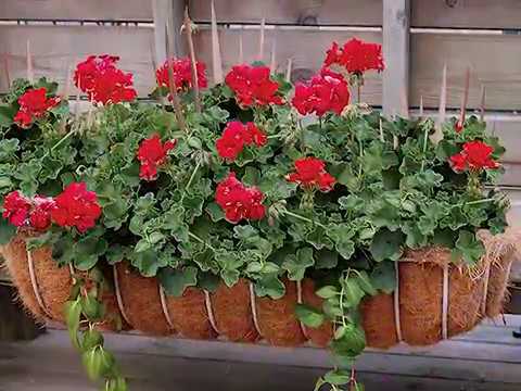 Get to Know Zonal Geranium - Sun-Loving Plants