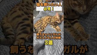 猫を飼うならベンガルがオススメな理由3選　#shorts #ベンガル #ジェネッタ #猫