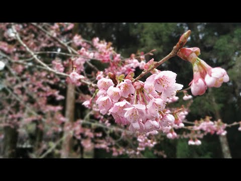 阿里山賞櫻花一日遊 2019.03.18