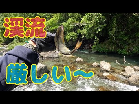 渓流アメゴ(アマゴ)  三度堰堤に行ってみた！