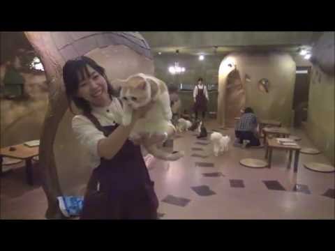 てまりのおうち 　猫　カフェ