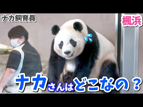 【パンダアイドル楓浜】ナカ飼育員休み⁉︎バックヤードガン見で大ショック🐼💦