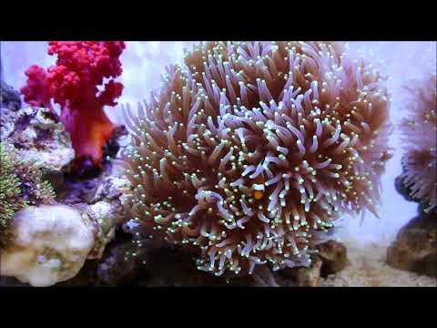 人工公子橘小丑與支狀米粉珊瑚False Percula Clownfish（Captive-Bred）and Torch Coral