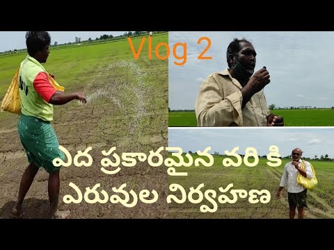 Paddy fertilizer management | Paddy crop Cultivation | Organic farming | Paadi Pantalu