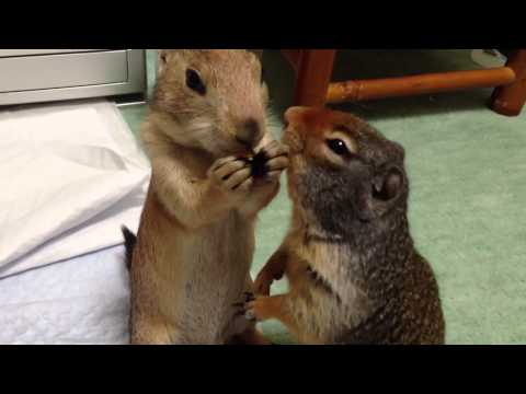 仔プレの食べ物チェックするコロンビアジリス