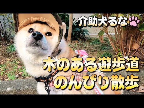 【柴犬介助犬】木の遊歩道を満喫する留奈ちゃん［柴犬介助犬るな］