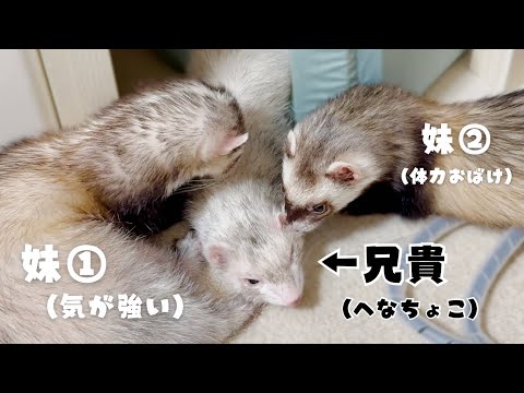 【フェレット】大好きなお兄ちゃんを引きずりました【ferret#1770】