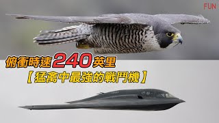 超一流的飛行動物【猛禽中最強的戰鬥機】| 獵豹根本弱爆了！