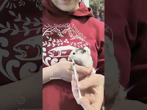 Caring for my senior hamster 🐹 #hamsters #bittersweet #shorts