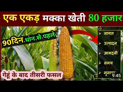 मक्का की खेती कब और कैसे करें | Makka ki kheti ki puri jaankari | Cron/Maiz farming