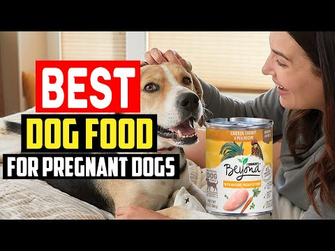 ✅Top 5 Best Dog Food for Pregnant Dogs in 2023