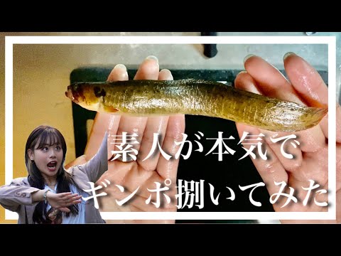 【閲覧注意】史上最強に参考にならないギンポ捌き動画