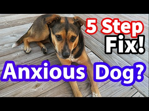 5 EASY Ways to BUILD CONFIDENCE in a Fearful & Nervous Dog