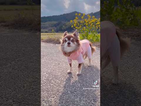 もうすぐ春だね🌼 #dog #可愛いわんこ #わんちゃん #わんこ #犬のいる暮らし #ワンちゃん #愛犬 #癒しワンコ