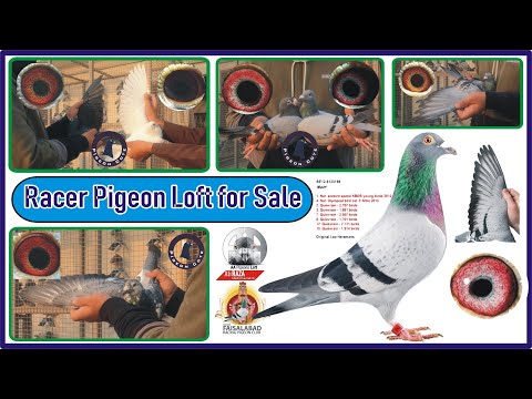 Racer Pigeon For Sale | Racer and Homer Pigeon Loft for Sale | Pigeon For Sale | Waleed Alam