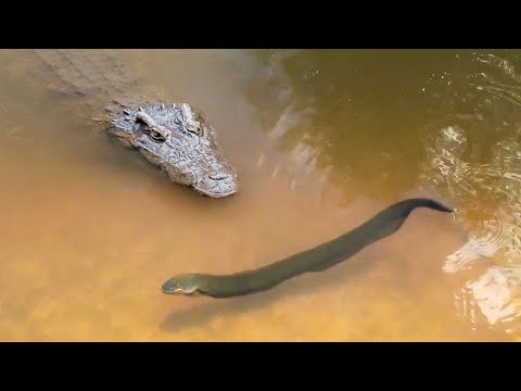 ８６０Wの電気ショックを受けたワニ!  動物の驚き映像 !