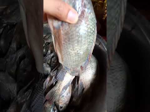 Harvesting tilapia #shorts