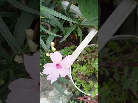 Vlog #1084 PINK MEXICAN PETUNIA IN OUR GARDEN