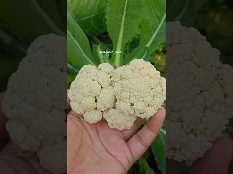 harvesting small cauliflowers #gardening #organic #cauliflower