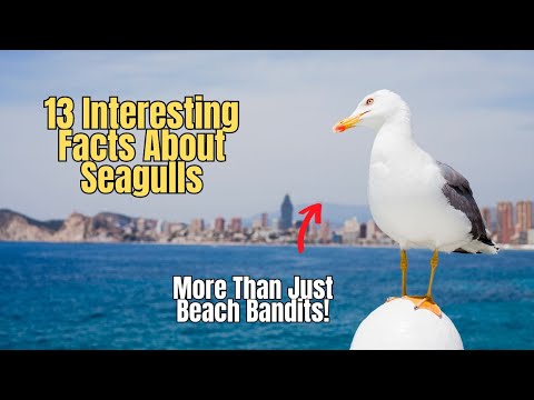 🐣 13 Interesting Facts About Seagulls 🦤Are Seagulls Dangerous?