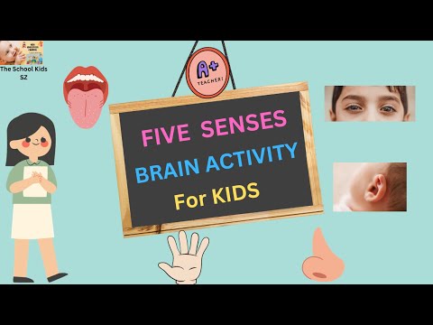 Five Senses for Kindergarten Activities / Five Senses / Brain Activity for Kids/ Educational Video