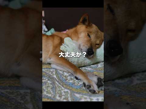 最期を理解した犬の行動...