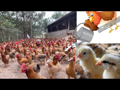 CHICKEN FARM - How to deodorize barns - Poultry farmers need to know