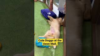 Cute dogs at the mall in Okinawa Japan. #haisaigaijinsan #okinawa